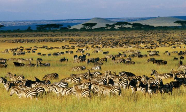 tanzania-migration-safari.ngsversion.1511363301295.adapt.1900.1